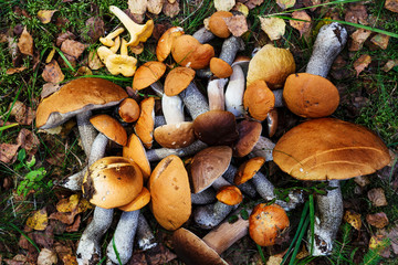 Brown Cap Boletus (Leccinum versipelle) and Boletus Edulis (Porcini). Fresh forest mushrooms on the natural forest background. 