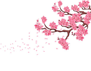 Branches with pink cherry blossoms. Sakura. The petals fly in the wind. Isolated on white background. illustration