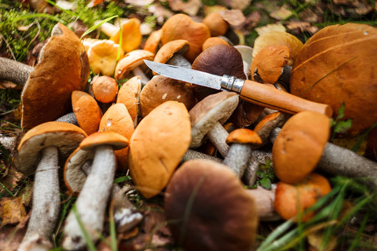 Fresh forest mushrooms on the natural forest background.  Brown cap boletus (Leccinum versipelle) and boletus edulis (porcini). Mushrooms boletus edulis - healthy and delicates food. 
