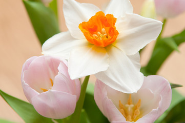 Fototapeta premium springtime floral bouquet of tulips flowers