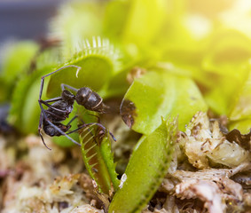 Ant captured by the Venus flytrap plant