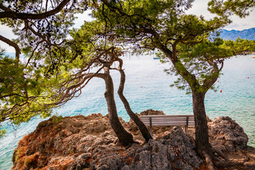 lonely bench under old pines in Brela