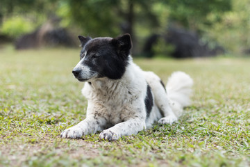Thai dog sitting and looking