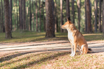 Thai dog wait for something