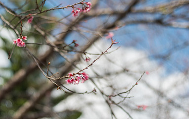 thai pink cherry blossom on branch