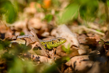 Head of lizard - hiding in dry leaves Lacerta agilis