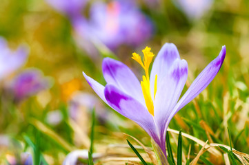 Purple crocus blooming on spring meadow