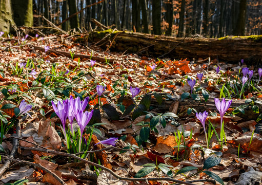 purple crocus flowers in forest