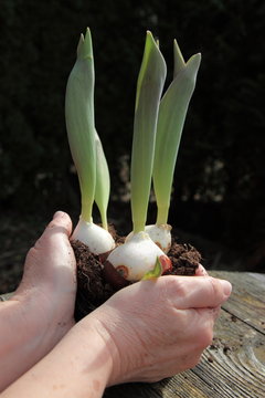 Gartenarbeit im Fruehling: Frauenh&auml;nde halten Tulpenzwiebel mit Stengel zum Umpflanzen auf dem Pflanztisch