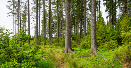 Typical forest in Brdy, location near Padrte lakes, Summer time