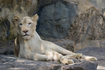 Obraz premium Image of a female lion on nature background. Wild Animals.