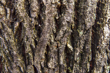 Texture bark pattern background