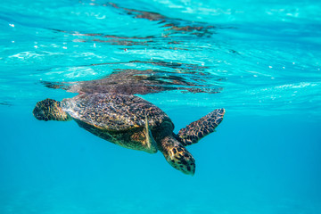 Obraz premium Big old turtle