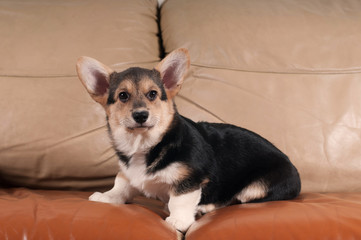 Pembroke Welsh Corgi