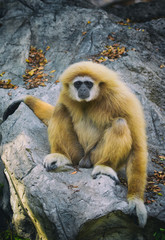 Image of a gibbon sitting on rocks. Wild Animals.