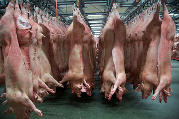 Slaughterhouse, Lagerung der ausgenommenen Tiere 