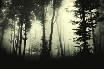 dark misty woods background