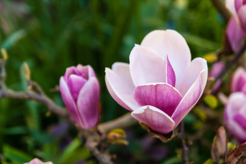 Obraz na płótnie Canvas Pink magnolia flowers