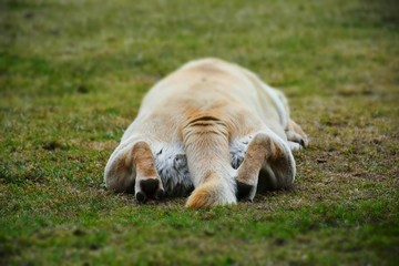 Sen © Piotr Ciździel