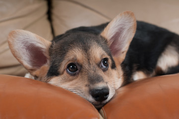 Pembroke Welsh Corgi