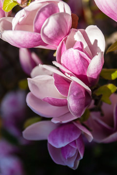 Fototapeta Pink magnolia flowers