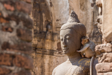 Fototapeta na wymiar Buddha image with monkey in the ruined ancient.