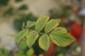 Blackberry leaves
