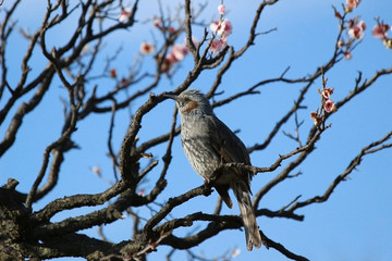 梅の木とムクドリ