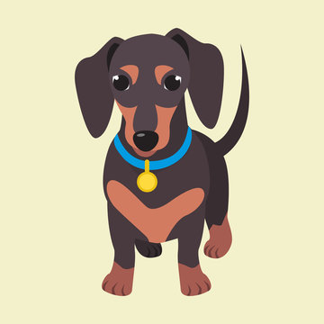 Cute domestic dog dachshund breed on the white background. Vector illustration