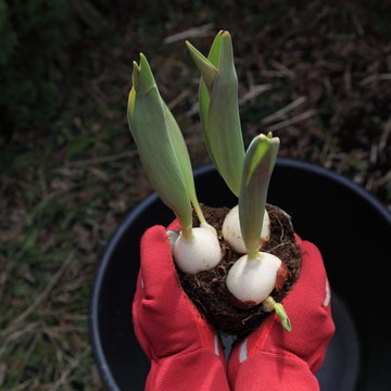 POV. H&auml;nde mit roten Gartenhandschuhen halten Tulpenzwiebel mit Stengel