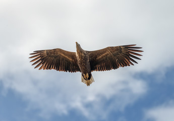 Naklejka na ściany i meble White Tailed Eagle looking out for prey flying in the sky in the Delta of the Volga River, Russia