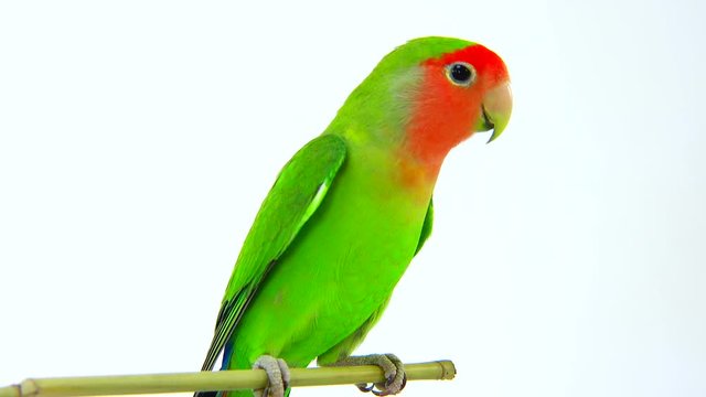 lovebirds on a white background