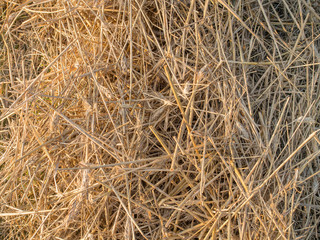 Remains of straw