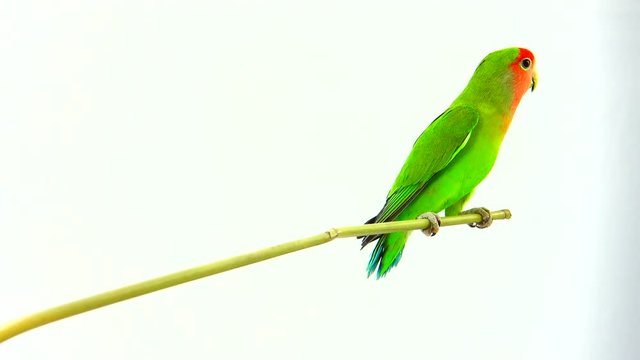 lovebirds on a white background