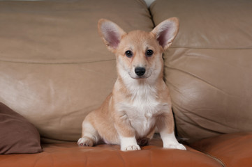 Pembroke Welsh Corgi