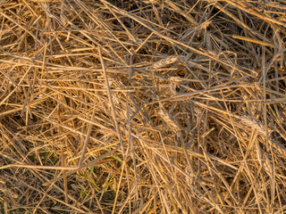Remains of straw