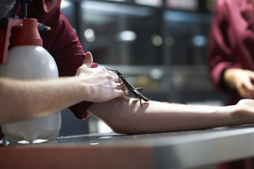 Thorny devil stick insect crawling on college student's arm in lab