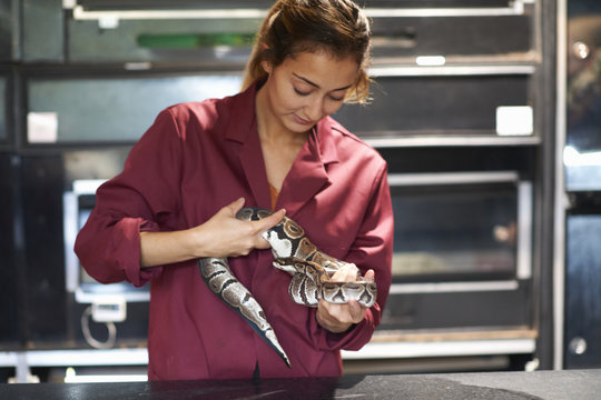 Female college student handling ball python in lab