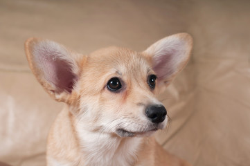 Pembroke Welsh Corgi