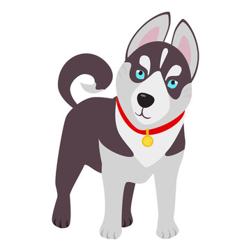 Domestic Siberian husky breed on the white background. Vector illustration