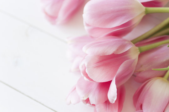 Pink Tulips On White Background