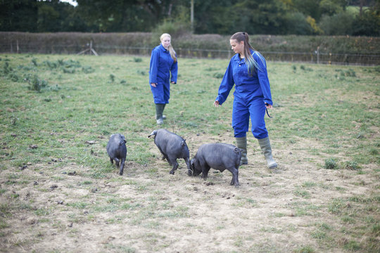 Two farm workers tending to pigs