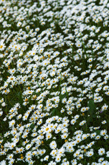 Wild daisies field perspective