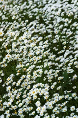 Papier Peint photo Lavable Marguerites Wild daisies field perspective
