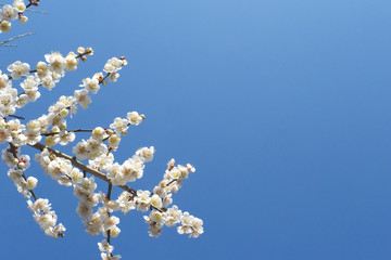 白梅と青空