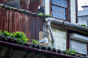 Seagull sits on the building roof in Porto, Portugal