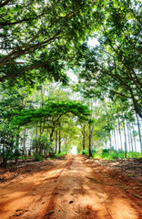 Vertical landscape of a farm road surrounded by trees