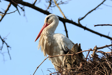cicogna bianca nel nido