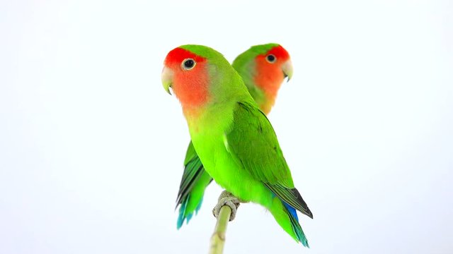 lovebirds on a white background