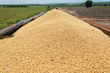 Trailer of a truck fully loaded with soybeans